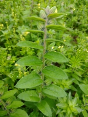 Boraginoideae