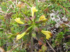 Pedicularis labradorica