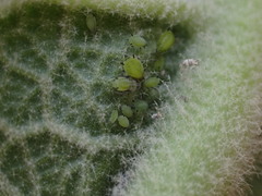 Aphis verbasci
