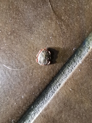 Dermacentor reticulatus