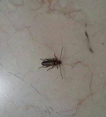 Phymatodes testaceus