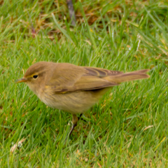 Phylloscopus collybita