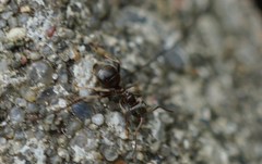 Lasius