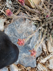 Castilleja cinerea