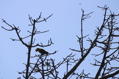 Amazona oratrix tresmariae