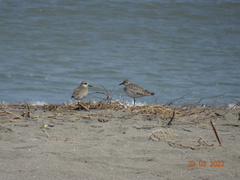 Pluvialis squatarola