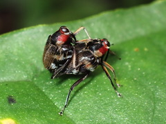 Hoplocopturus
