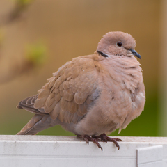 Streptopelia decaocto