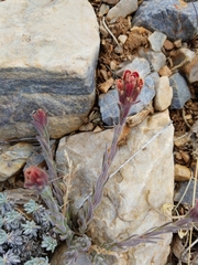 Castilleja cinerea