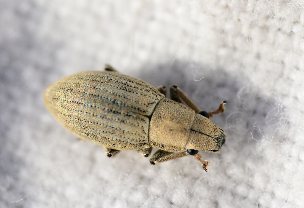 Pantomorus pallidus