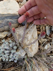 Castilleja cinerea