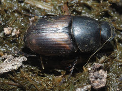 Colobopterus erraticus