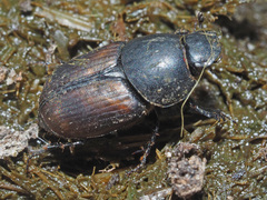 Colobopterus erraticus