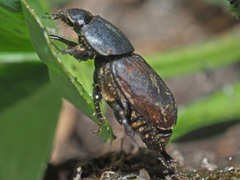 Colobopterus erraticus