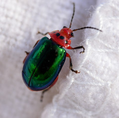 Kuschelina gibbitarsa