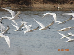 Thalasseus sandvicensis