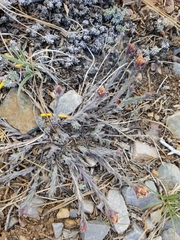 Castilleja cinerea