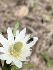 Acmaeodera neglecta neoneglecta