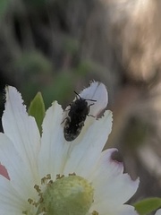 Acmaeodera neglecta neoneglecta