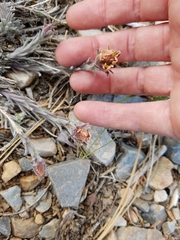 Castilleja cinerea