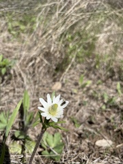 Acmaeodera neglecta neoneglecta
