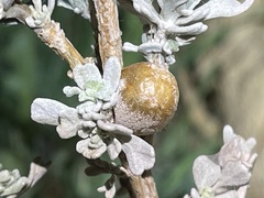 Rhopalomyia pomum