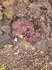 Ganoderma sessile