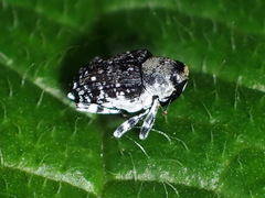 Peridinetus irroratus
