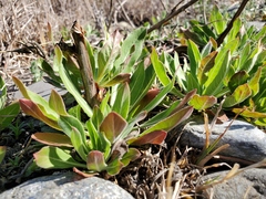 Oenothera elata hirsutissima
