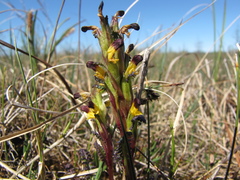 Pedicularis flammea