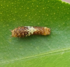 Papilio demoleus