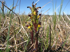 Pedicularis flammea