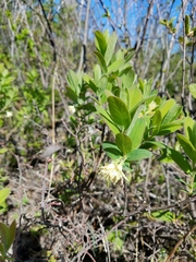 Lonicera villosa