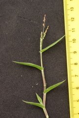 Urochloa reptans