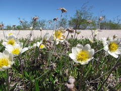 Dryas integrifolia