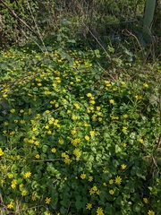 Ficaria verna verna