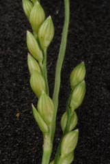 Urochloa reptans