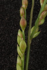 Urochloa reptans