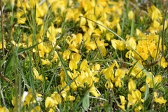 Genista pilosa