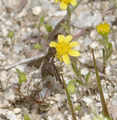 Hemipenthes seminiger