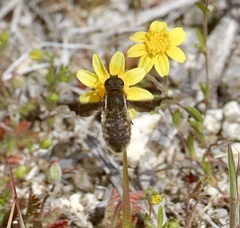Hemipenthes seminiger