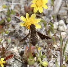 Hemipenthes seminiger