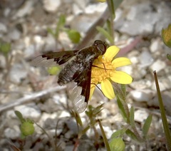 Hemipenthes seminiger