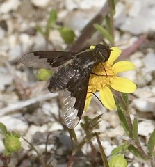 Hemipenthes seminiger