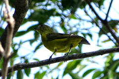 Euphonia laniirostris
