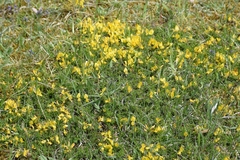 Genista pilosa