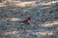 Cardinalis cardinalis mariae
