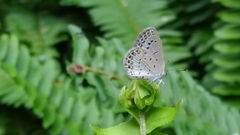 Pseudozizeeria maha okinawana
