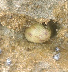 Nerita peloronta