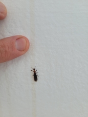 Oligotoma saundersii